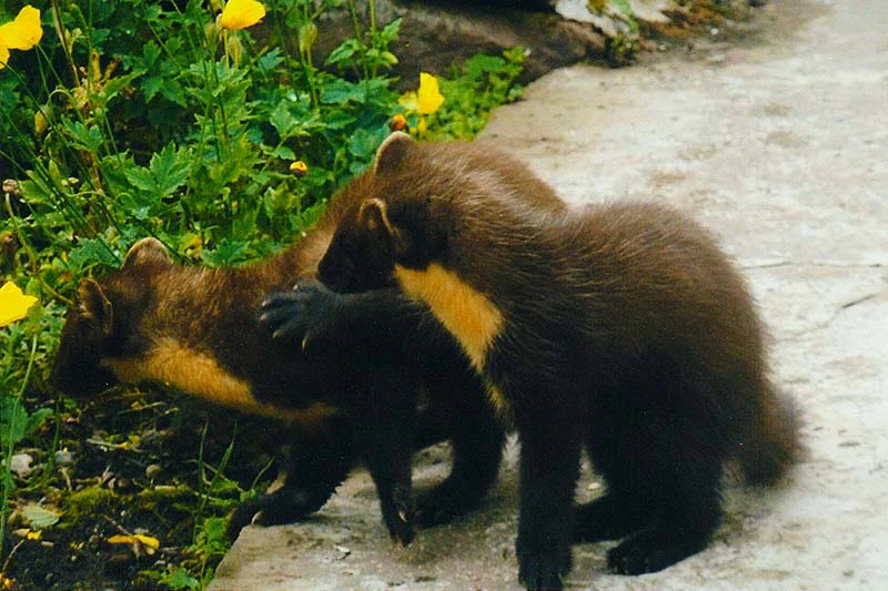 Pine Martens playing in the garden of Airdaniar Cottage