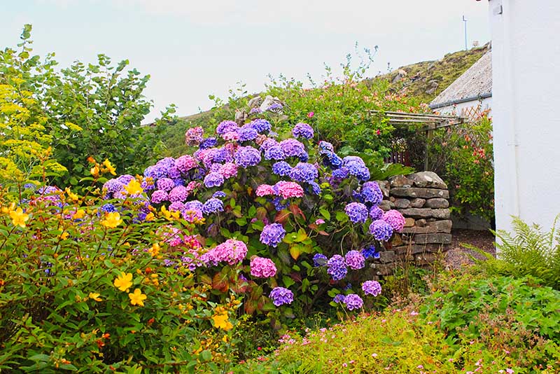 The colourful front garden