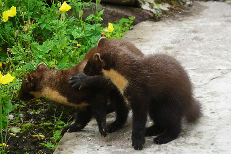 Pine martens at play in the garden